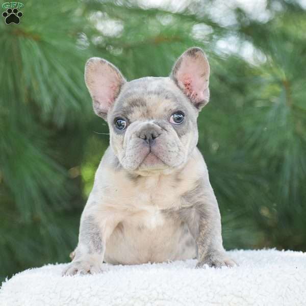Tiger, French Bulldog Puppy