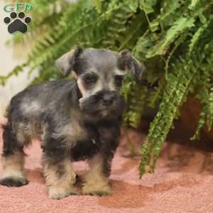 Penelope, Miniature Schnauzer Puppy