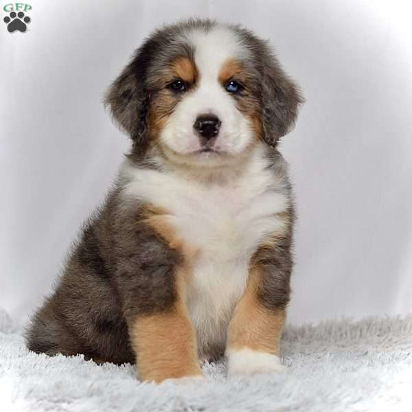 Mr. Hudson, Bernedoodle Puppy