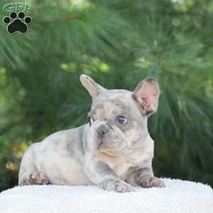 Tiger, French Bulldog Puppy