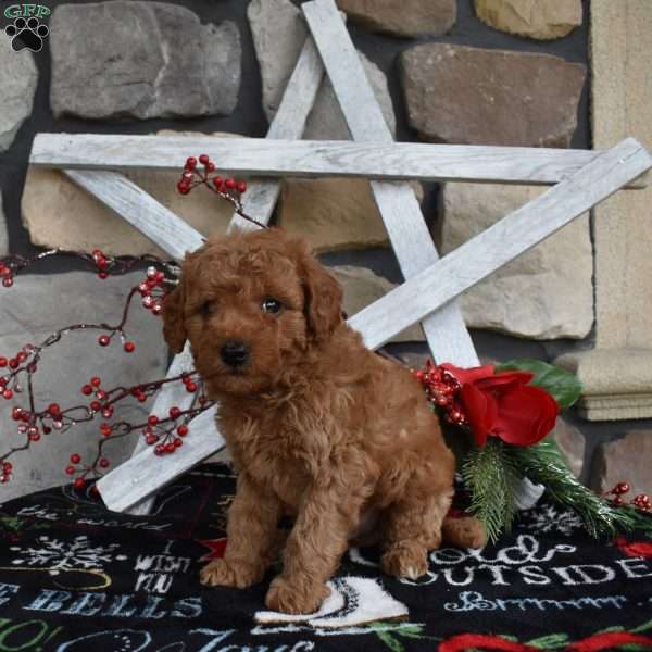 Caden, Mini Goldendoodle Puppy