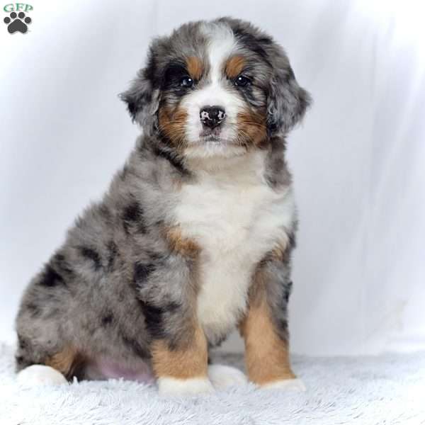 Mr. Hugo, Bernedoodle Puppy