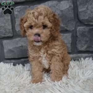 Sophie, Cavapoo Puppy