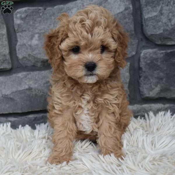 Sophie, Cavapoo Puppy