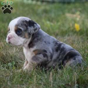 Benji, Beabull Puppy