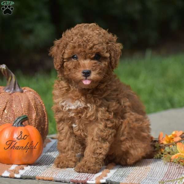 Rachel, Miniature Poodle Puppy