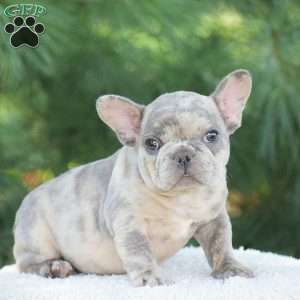 Tiger, French Bulldog Puppy