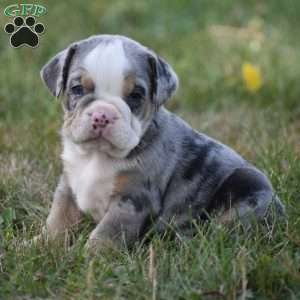 Benji, Beabull Puppy