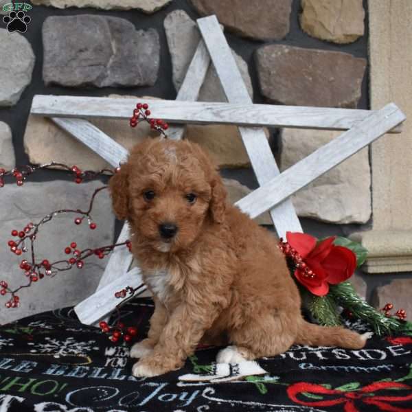 Candy, Mini Goldendoodle Puppy