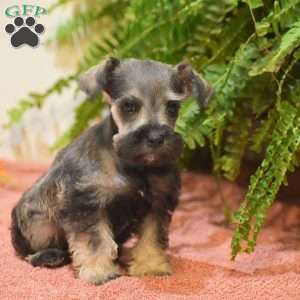 Penelope, Miniature Schnauzer Puppy