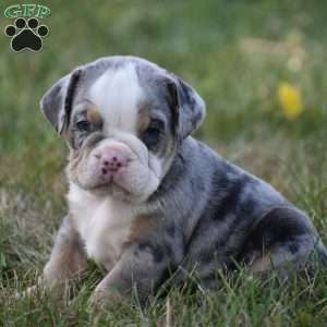 Benji, Beabull Puppy