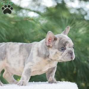 Tiger, French Bulldog Puppy
