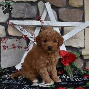 Cinnamon, Mini Goldendoodle Puppy