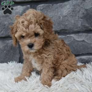 Sophie, Cavapoo Puppy