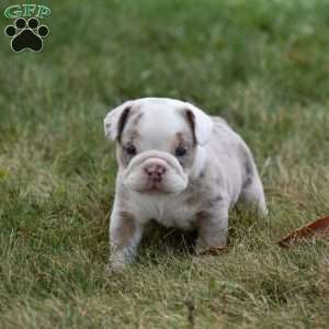 Romeo, Beabull Puppy