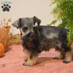 Penelope, Miniature Schnauzer Puppy