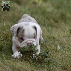 Romeo, Beabull Puppy