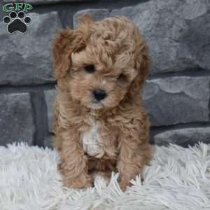 Sophie, Cavapoo Puppy