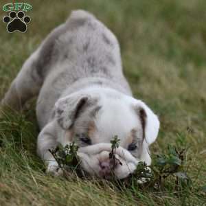 Romeo, Beabull Puppy