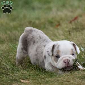 Romeo, Beabull Puppy