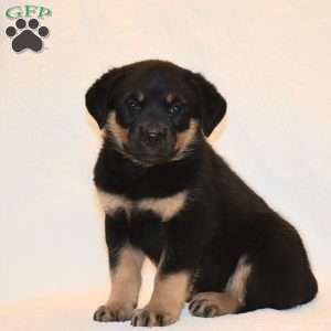 Daisy, Rottweiler Puppy