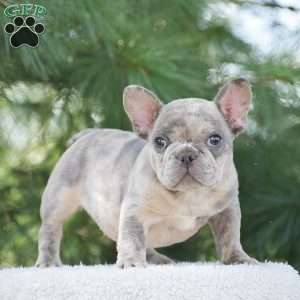 Tiger, French Bulldog Puppy