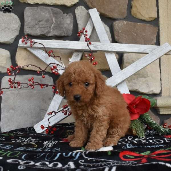 Cassie, Mini Goldendoodle Puppy