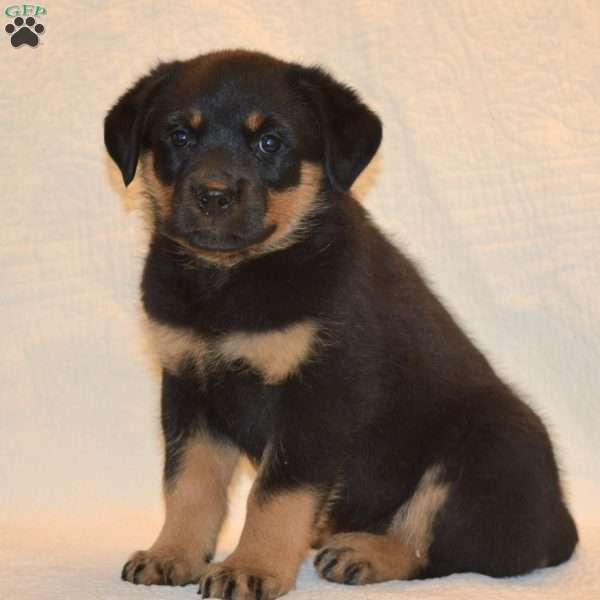Daisy, Rottweiler Puppy