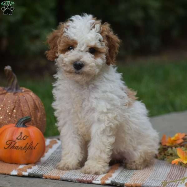 Roland, Miniature Poodle Puppy