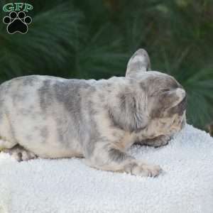 Tiger, French Bulldog Puppy