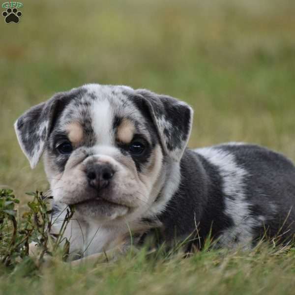 River, Beabull Puppy