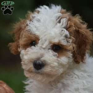 Roland, Miniature Poodle Puppy