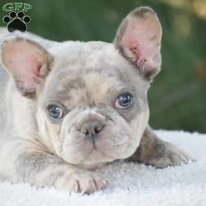 Tiger, French Bulldog Puppy