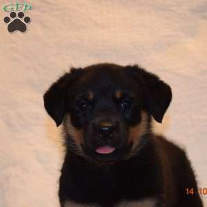 Daisy, Rottweiler Puppy