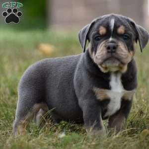 Peyton, Beabull Puppy