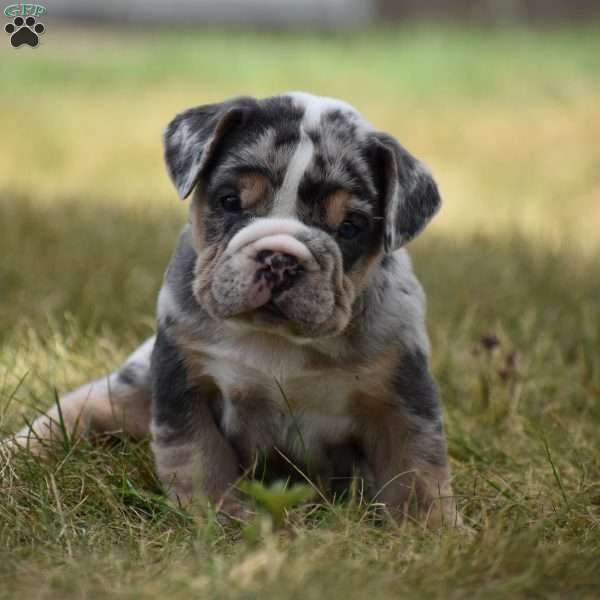 Bandit, Beabull Puppy