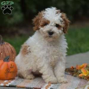 Roland, Miniature Poodle Puppy