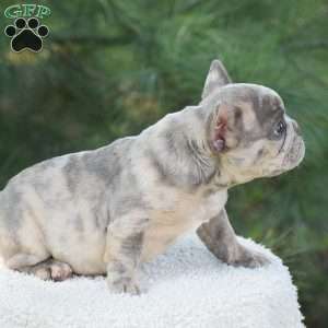 Tiger, French Bulldog Puppy