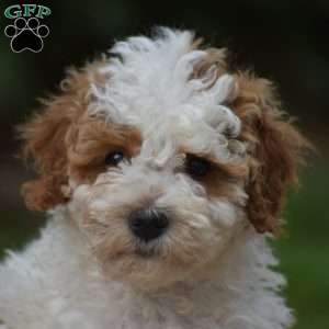 Roland, Miniature Poodle Puppy