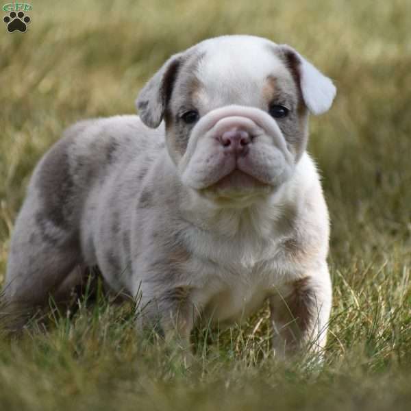 Romeo, Beabull Puppy