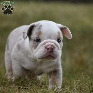 Romeo, Beabull Puppy