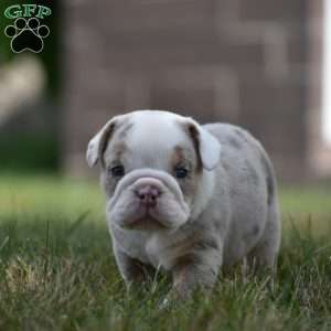 Romeo, Beabull Puppy