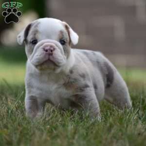 Romeo, Beabull Puppy