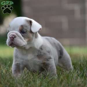 Romeo, Beabull Puppy