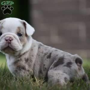 Romeo, Beabull Puppy