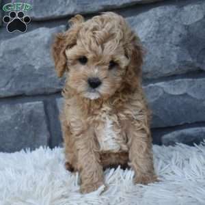 Sophie, Cavapoo Puppy