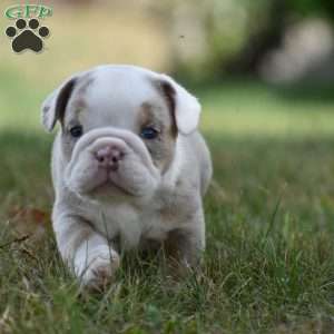 Romeo, Beabull Puppy