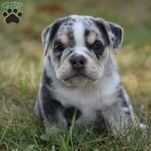 River, Beabull Puppy