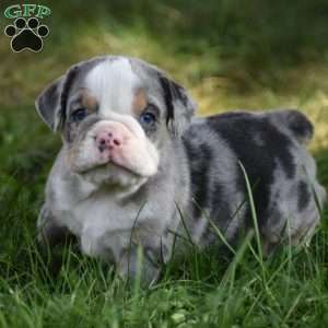 Benji, Beabull Puppy
