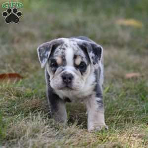 River, Beabull Puppy